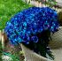 DUTCH ROSES 1 PCS
